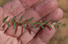 Phyllanthus virgatus