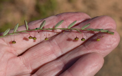 Phyllanthus virgatus