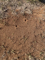 Pogonomyrmex barbatus