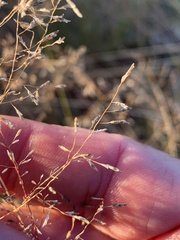 Eragrostis leptostachya
