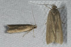 Acompsia cinerella