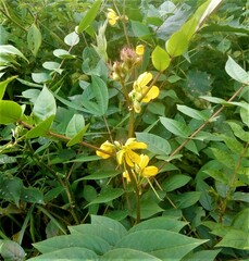 Senna occidentalis image