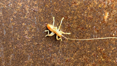 Camptonotus carolinensis