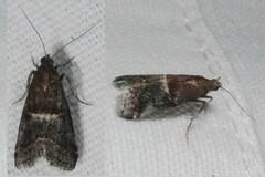 Acrobasis marmorea