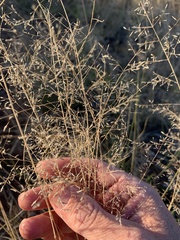 Eragrostis leptostachya