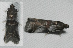 Acrobasis suavella