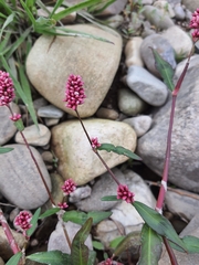 Persicaria amphibia