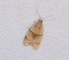 Clepsis peritana