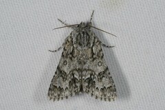 Acronicta auricoma