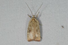 Agonopterix nervosa