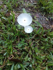 Leucocoprinus fragilissimus