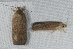 Agonopterix scopariella