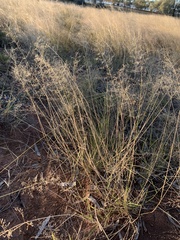 Eragrostis leptostachya