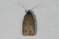 Agonopterix scopariella