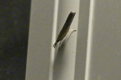Fissicrambus mutabilis
