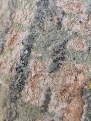 Lecidella elaeochroma