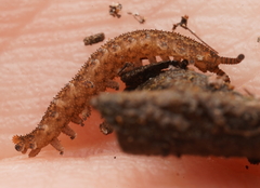 Ooperipatus centunculus