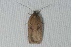 Agonopterix scopariella