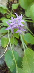 Campanula elatinoides