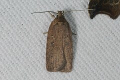 Agonopterix scopariella