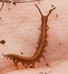 Ooperipatus centunculus