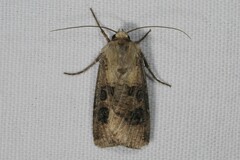 Agrotis clavis