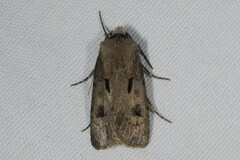 Agrotis exclamationis