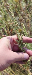 Artemisia rupestris, photograph (c) Yurii Basov, some rights reserved (CC BY)