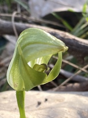 Pterostylis curta