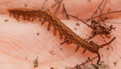 Ooperipatus centunculus