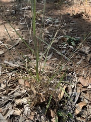 Aristida calycina