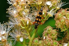 Strangalia attenuata