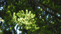 Pseudotsuga
