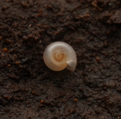 Meredithena dandenongensis