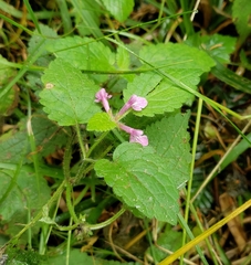 Stachys chamissonis