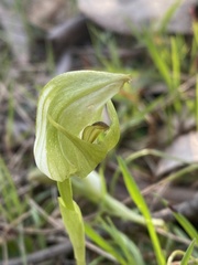 Pterostylis curta