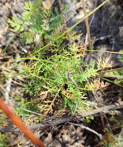 Artemisia rupestris, photograph 5