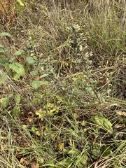 Crocanthemum bicknellii