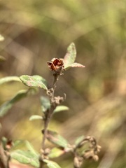 Crocanthemum bicknellii