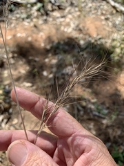 Aristida calycina
