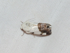 Tarache tetragona
