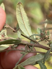 Crocanthemum bicknellii
