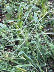 Digitaria sanguinalis