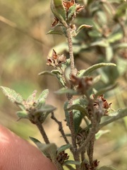 Crocanthemum bicknellii