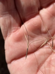 Aristida calycina