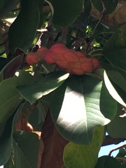 Magnoliaceae