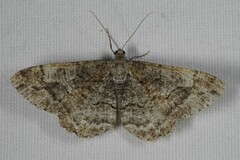 Alcis repandata