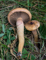 Chroogomphus rutilus