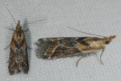 Ancylosis cinnamomella