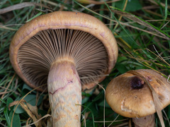 Chroogomphus rutilus